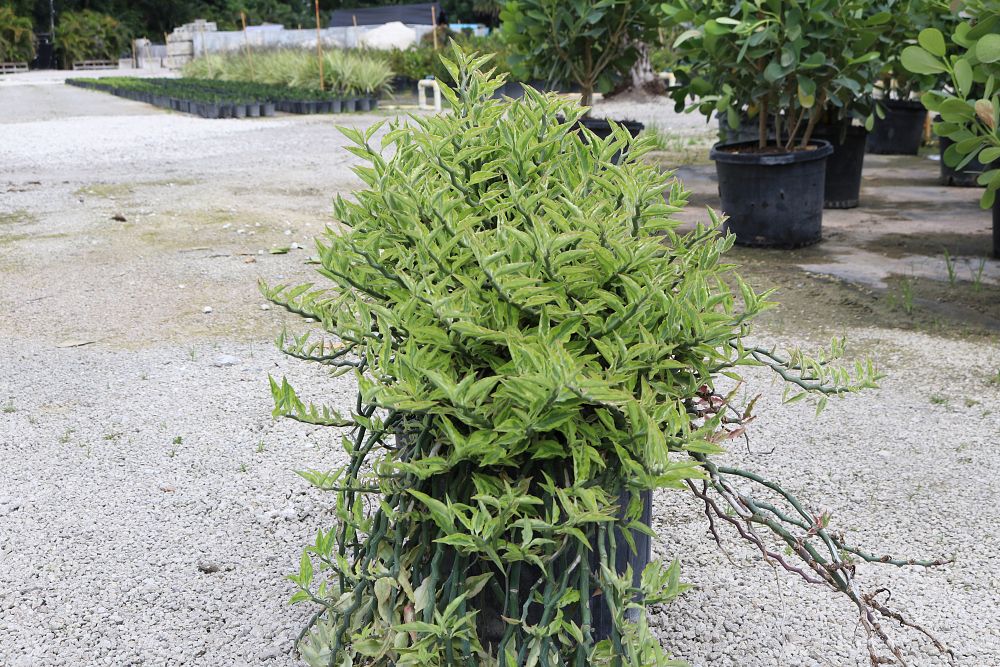 euphorbia-tithymaloides-curly-devil-s-backbone
