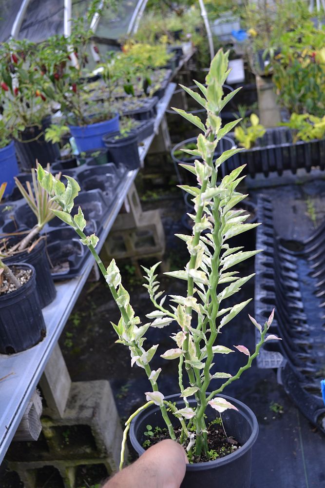 euphorbia-tithymaloides-jurassic-park-variegated-devil-s-backbone
