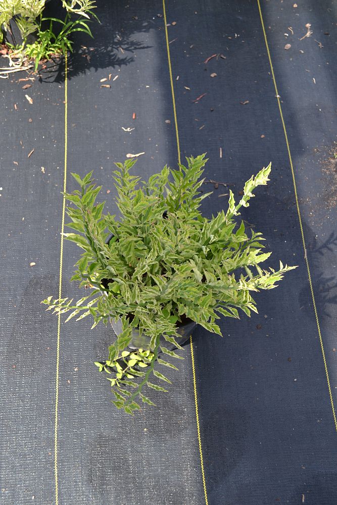 euphorbia-tithymaloides-jurassic-park-variegated-devil-s-backbone