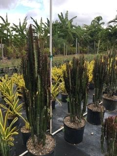 euphorbia-trigona-cathedral-cactus-african-milk-tree