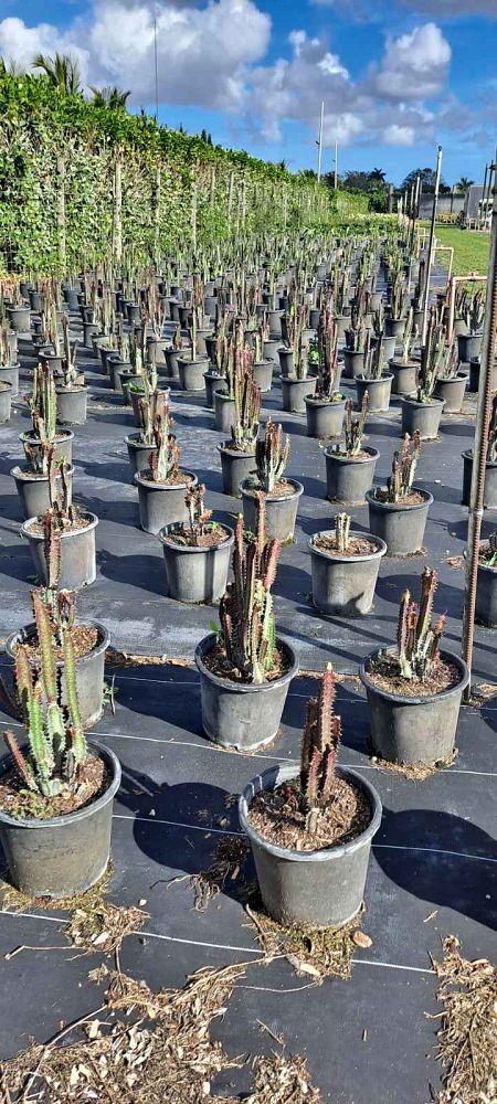 euphorbia-trigona-cathedral-cactus-african-milk-tree