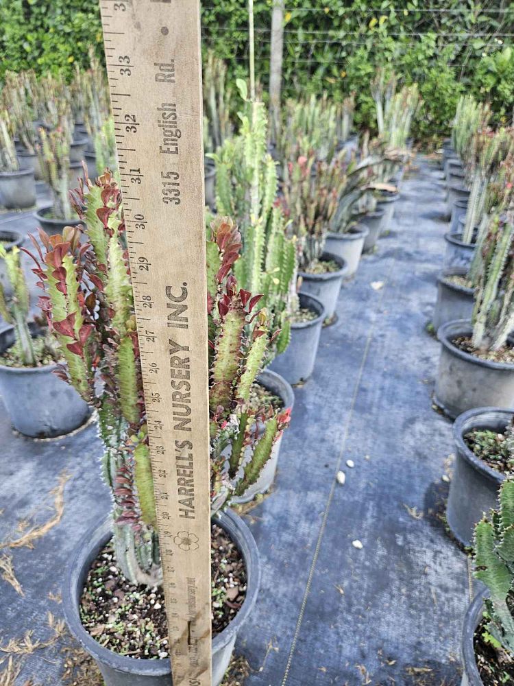 euphorbia-trigona-cathedral-cactus-african-milk-tree