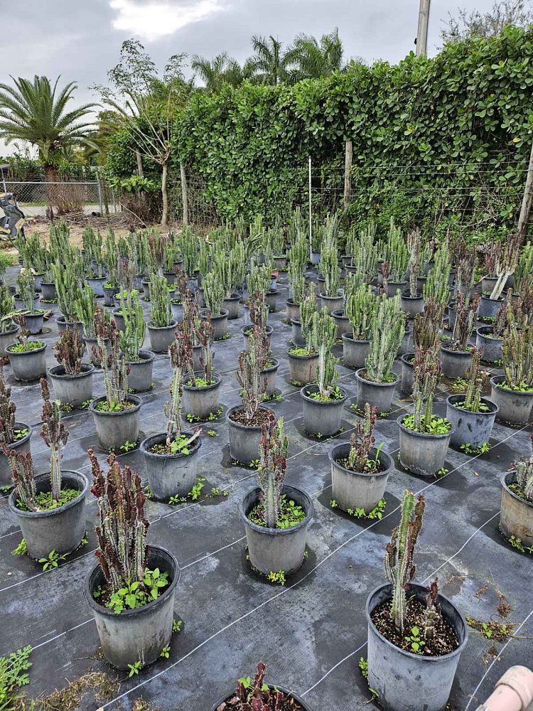 euphorbia-trigona-cathedral-cactus-african-milk-tree