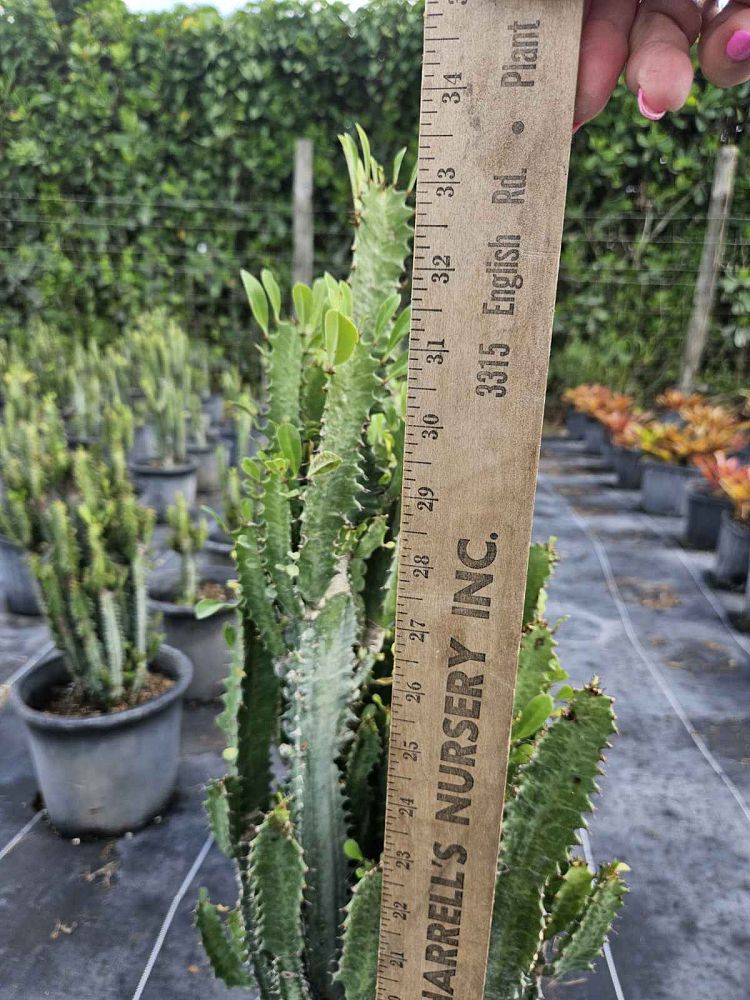 euphorbia-trigona-cathedral-cactus-african-milk-tree