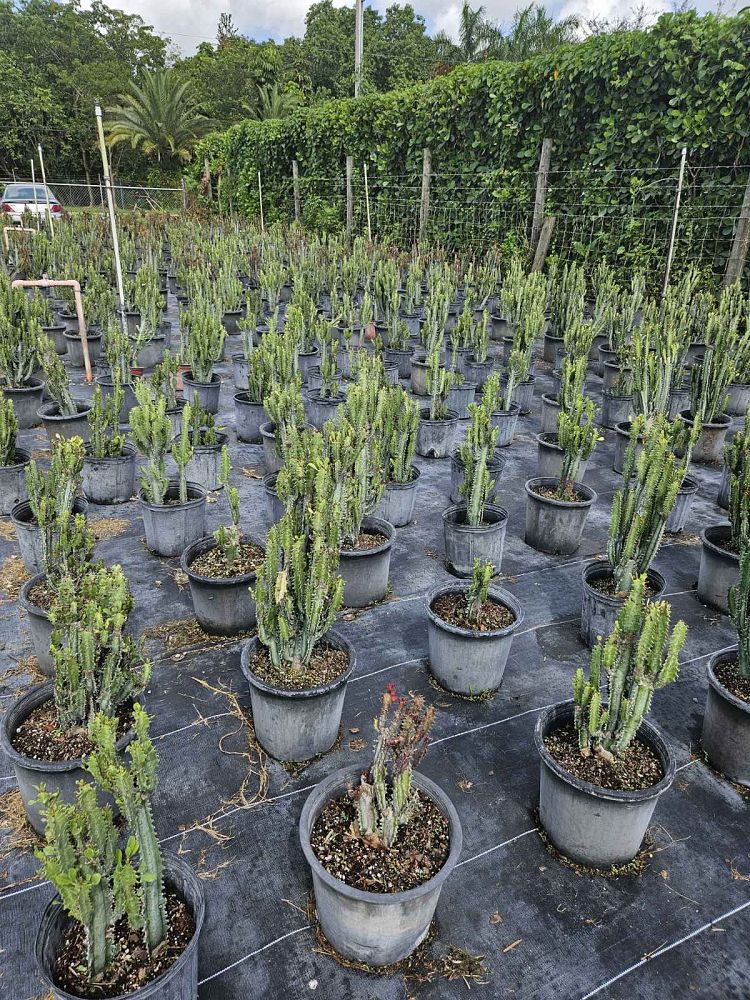 euphorbia-trigona-cathedral-cactus-african-milk-tree