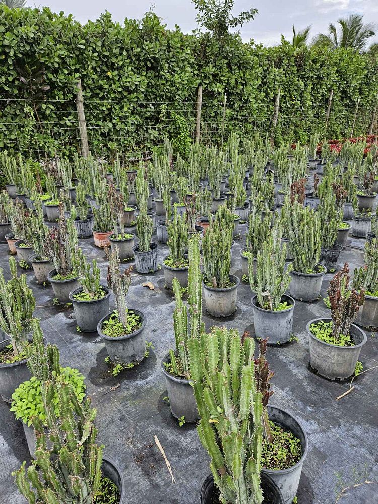 euphorbia-trigona-cathedral-cactus-african-milk-tree