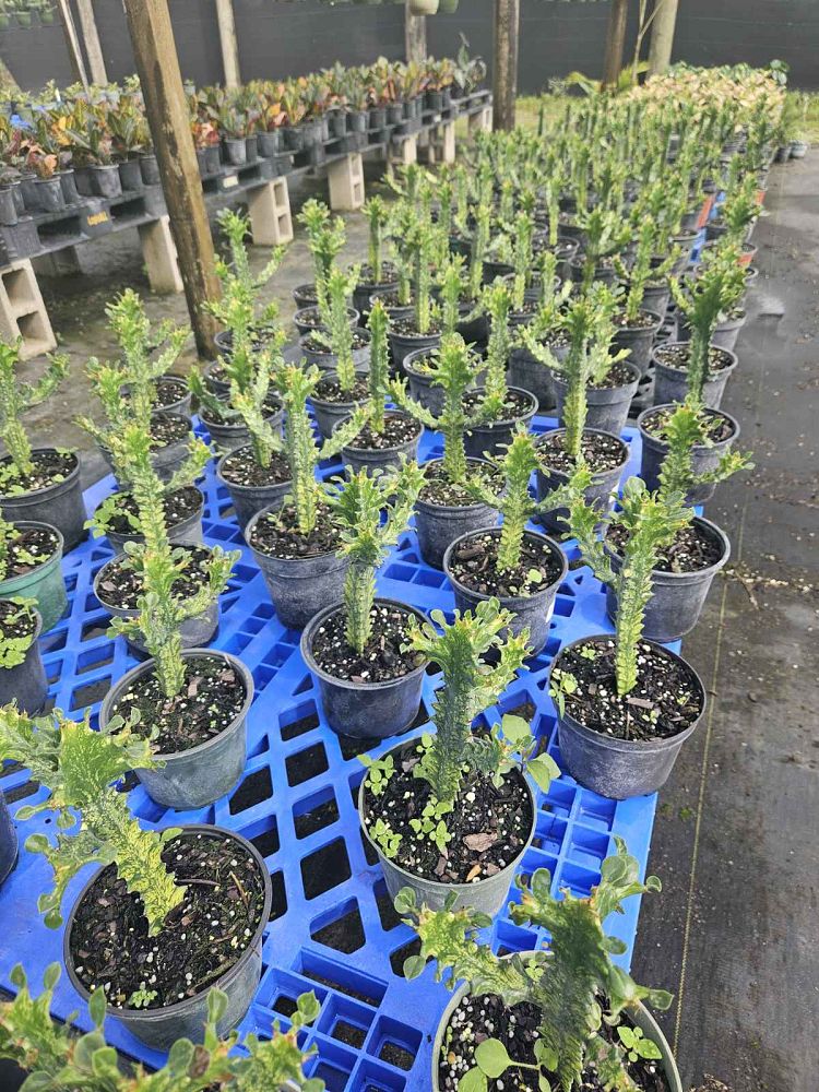 euphorbia-trigona-cathedral-cactus-african-milk-tree