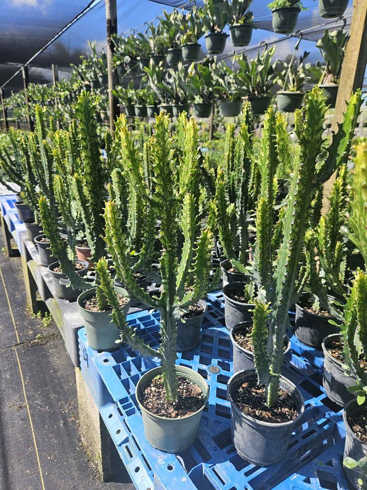 euphorbia-trigona-cathedral-cactus-african-milk-tree
