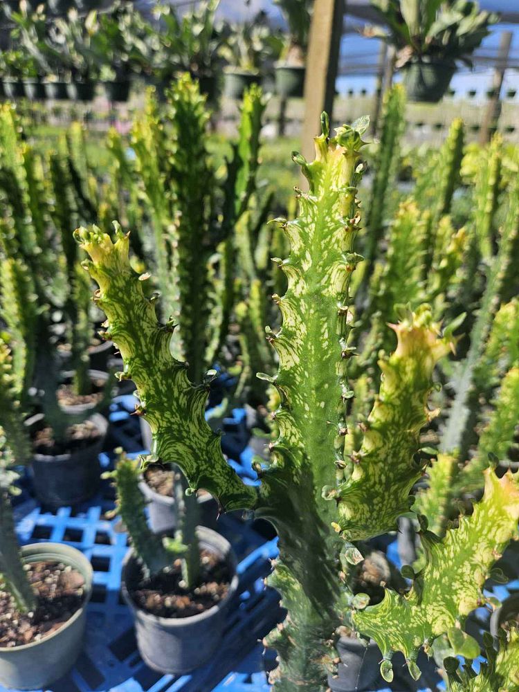 euphorbia-trigona-cathedral-cactus-african-milk-tree