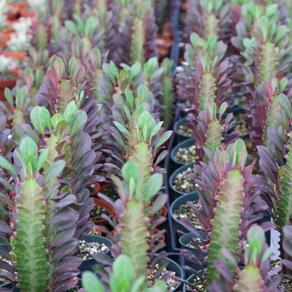 euphorbia-trigona-rubra-cathedral-cactus-royal-red-african-milk-tree
