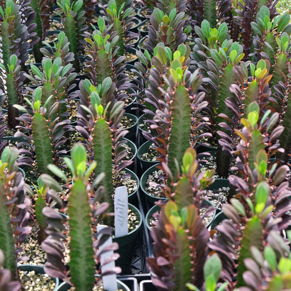 euphorbia-trigona-rubra-cathedral-cactus-royal-red-african-milk-tree