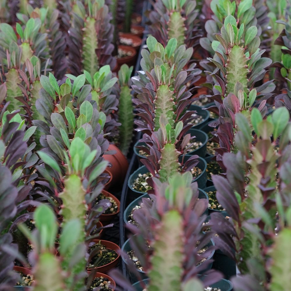 euphorbia-trigona-rubra-cathedral-cactus-royal-red-african-milk-tree