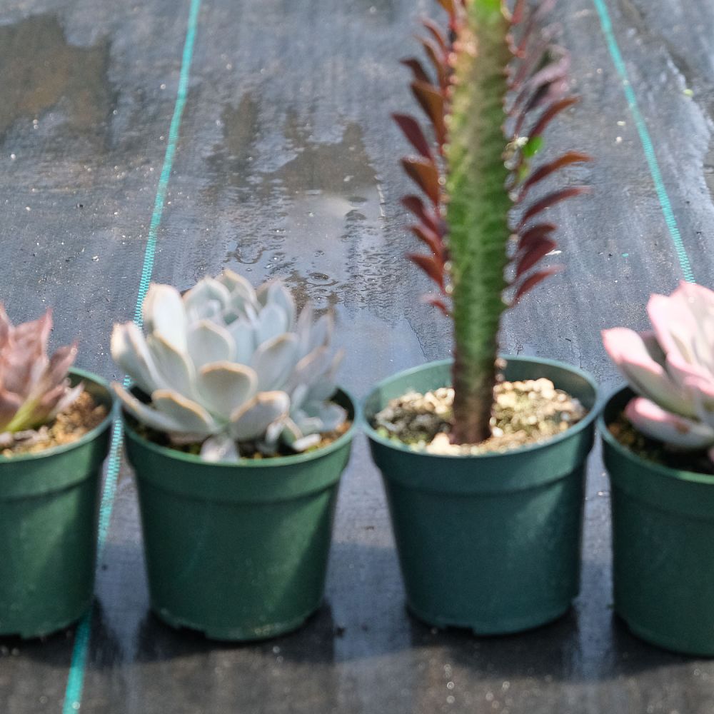 euphorbia-trigona-rubra-cathedral-cactus-royal-red-african-milk-tree