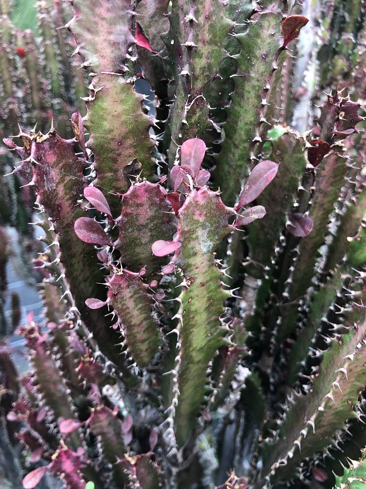 euphorbia-trigona-rubra-cathedral-cactus-royal-red-african-milk-tree