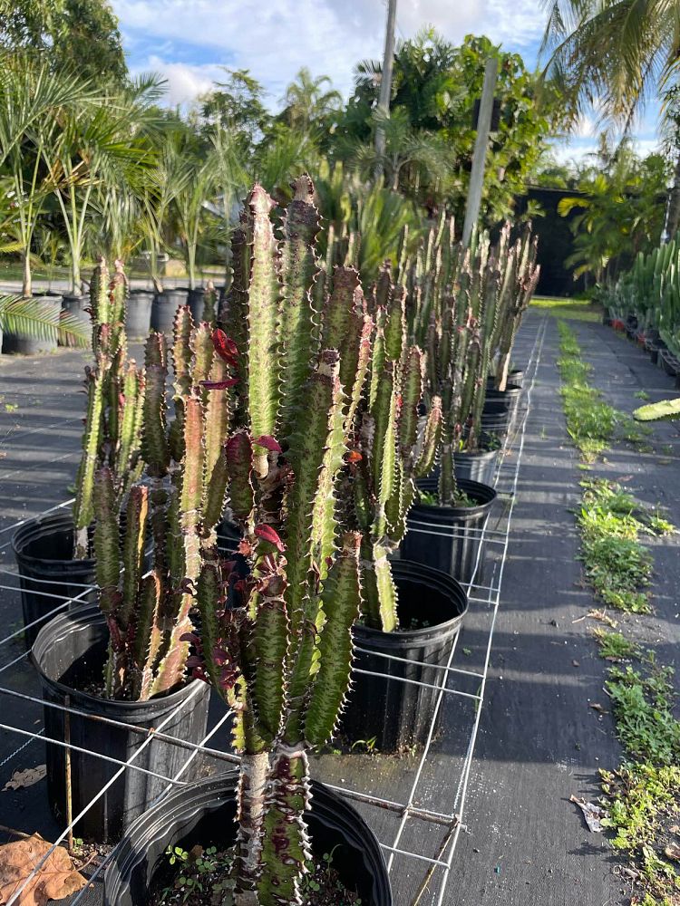 euphorbia-trigona-rubra-cathedral-cactus-royal-red-african-milk-tree
