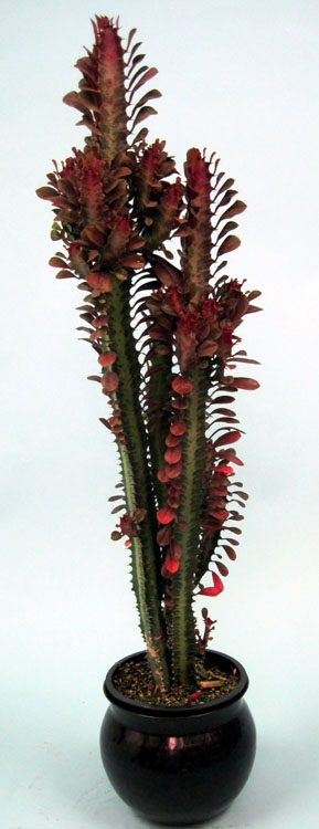 euphorbia-trigona-rubra-cathedral-cactus-royal-red-african-milk-tree