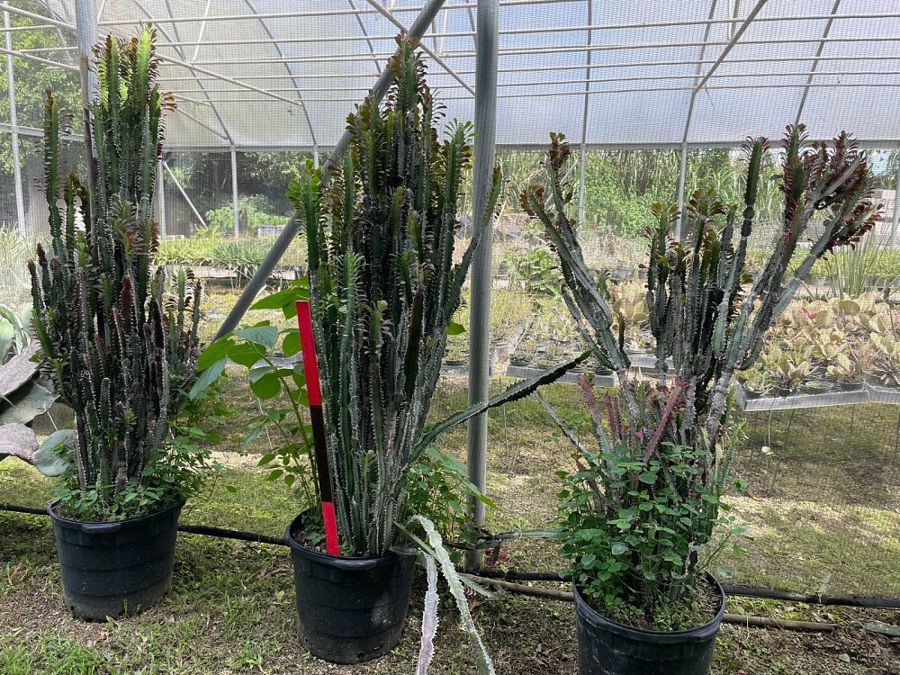 euphorbia-trigona-rubra-cathedral-cactus-royal-red-african-milk-tree