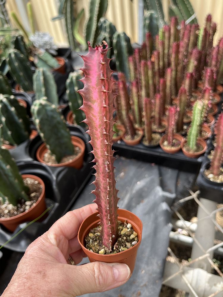 euphorbia-trigona-rubra-cathedral-cactus-royal-red-african-milk-tree