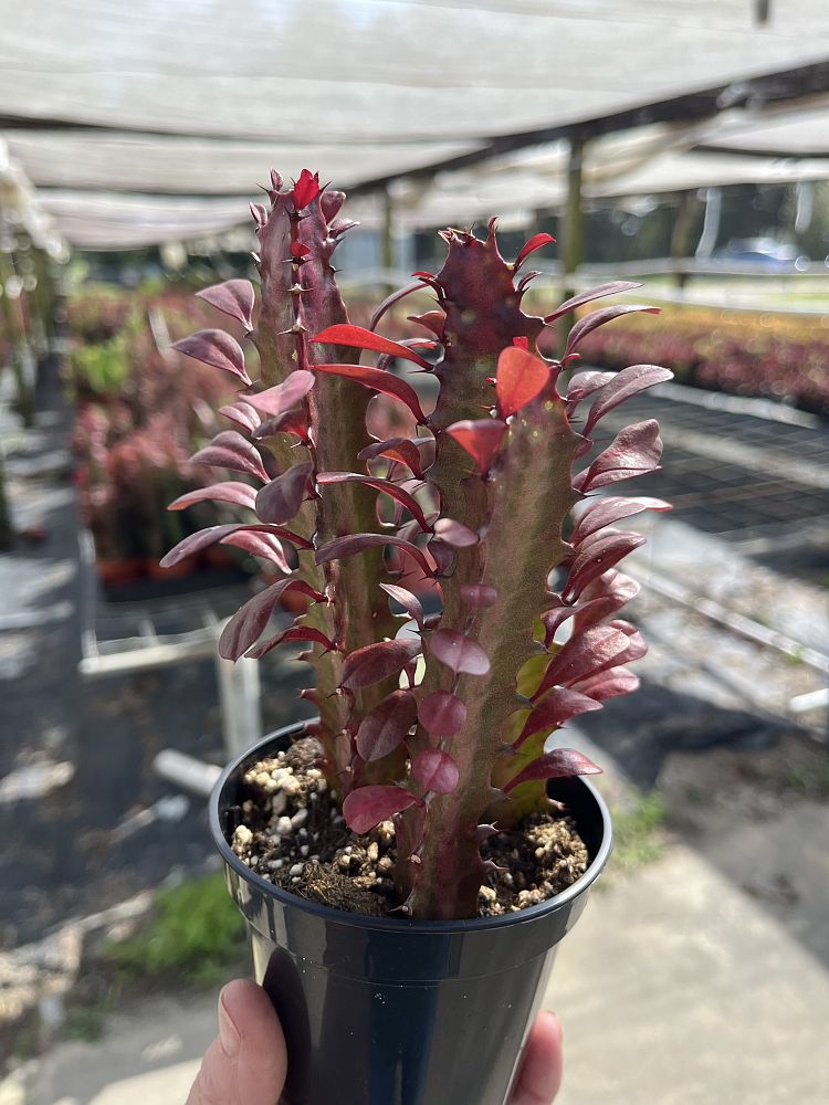 euphorbia-trigona-rubra-cathedral-cactus-royal-red-african-milk-tree