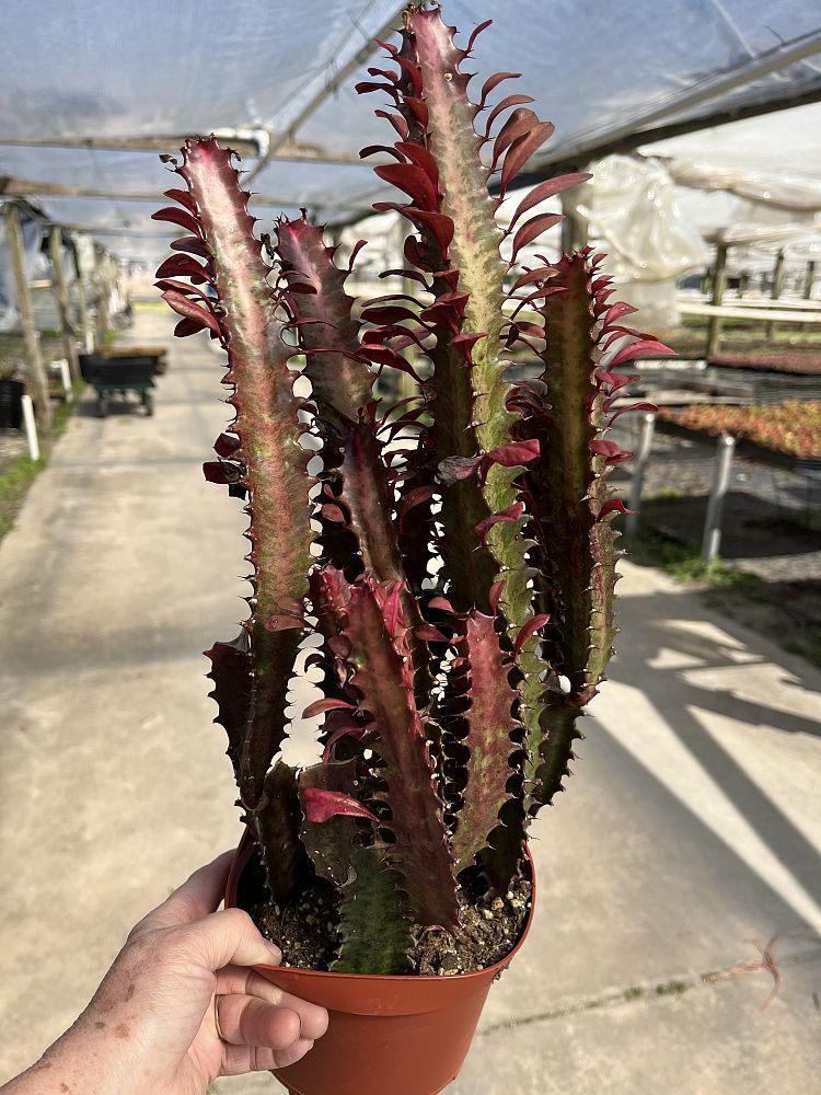 euphorbia-trigona-rubra-cathedral-cactus-royal-red-african-milk-tree