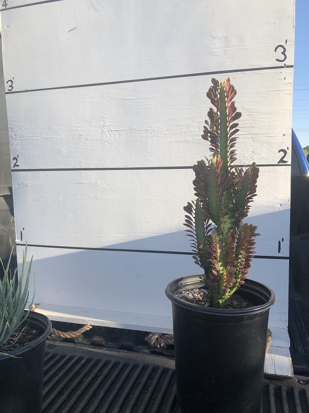 euphorbia-trigona-ruby-cathedral-cactus-african-milk-tree