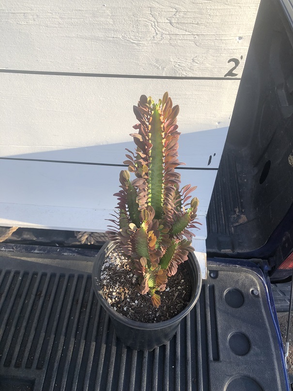 euphorbia-trigona-ruby-cathedral-cactus-african-milk-tree
