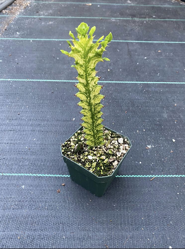 euphorbia-trigona-variegated-cathedral-cactus-african-milk-tree