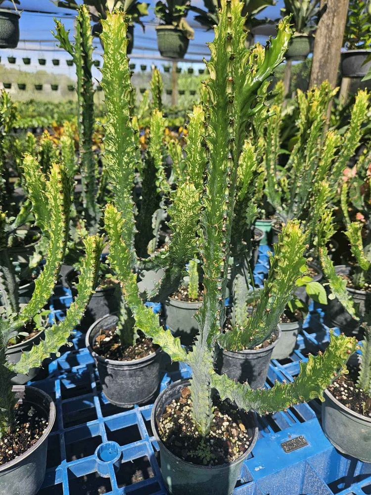 euphorbia-trigona-variegated-cathedral-cactus-african-milk-tree