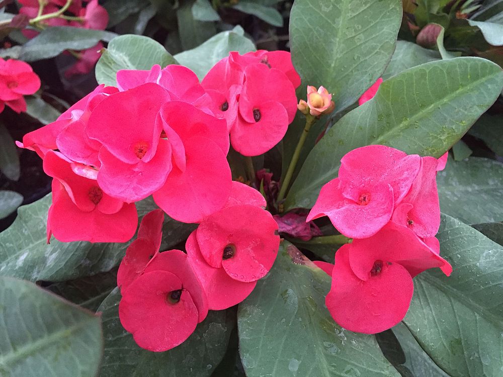 euphorbia-x-lomi-super-grandiflora