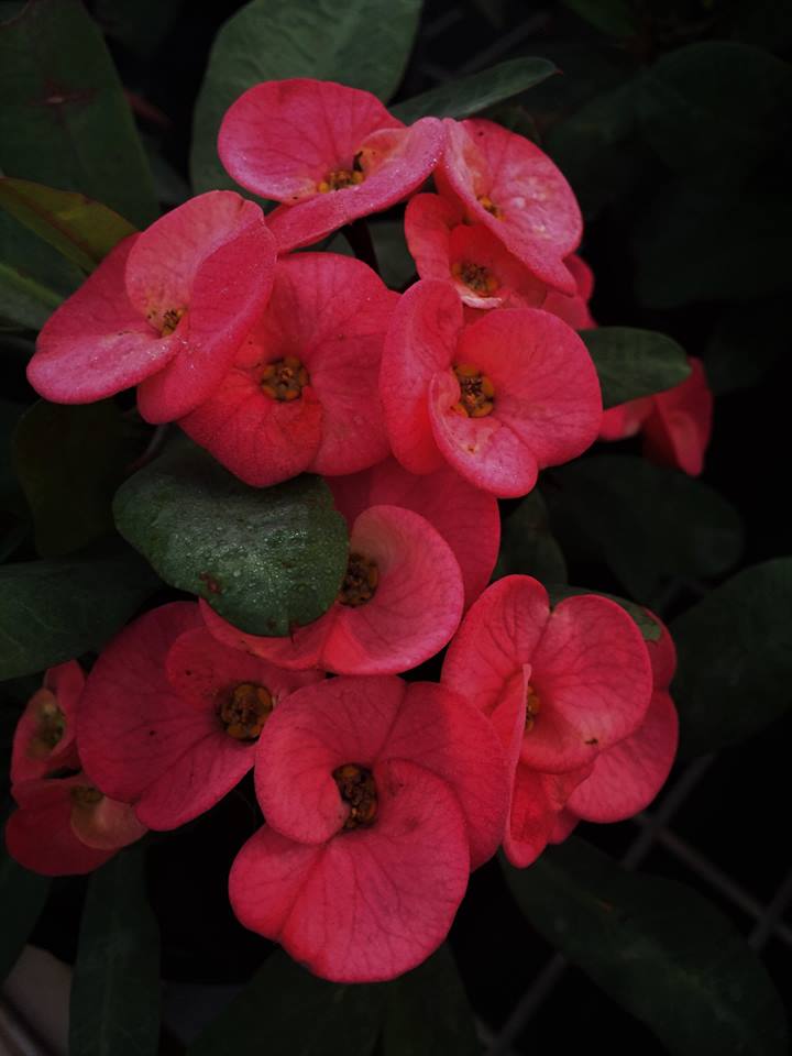 euphorbia-x-lomi-super-grandiflora