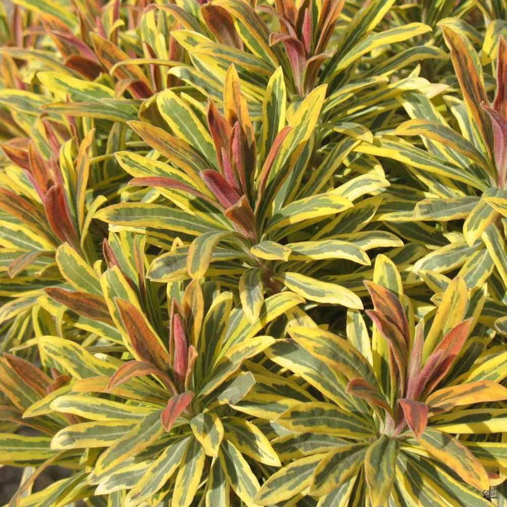 euphorbia-x-martini-ascot-rainbow-cushion-spurge