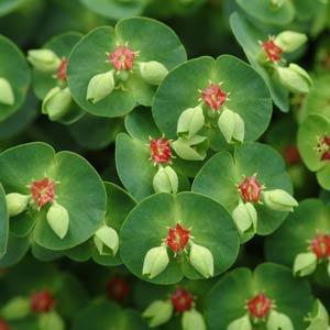 euphorbia-x-martini-tiny-tim-cushion-spurge