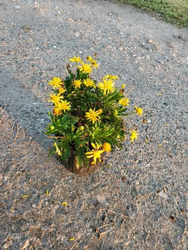 euryops-chrysanthemoides-african-bush-daisy-daisy-bush-golden-daisy-bush-paris-daisy-bull-s-eye