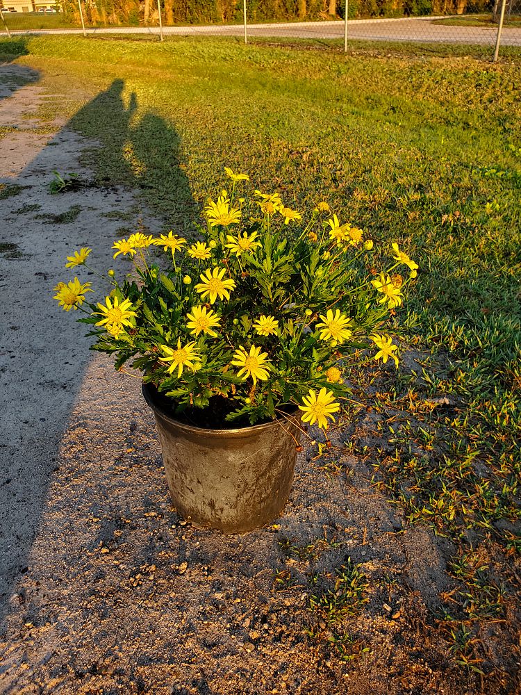 euryops-chrysanthemoides-african-bush-daisy-daisy-bush-golden-daisy-bush-paris-daisy-bull-s-eye