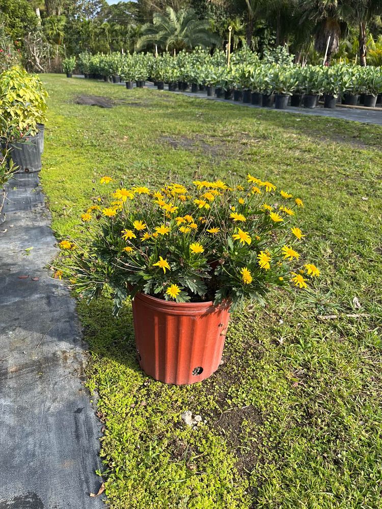 euryops-chrysanthemoides-african-bush-daisy-daisy-bush-golden-daisy-bush-paris-daisy-bull-s-eye