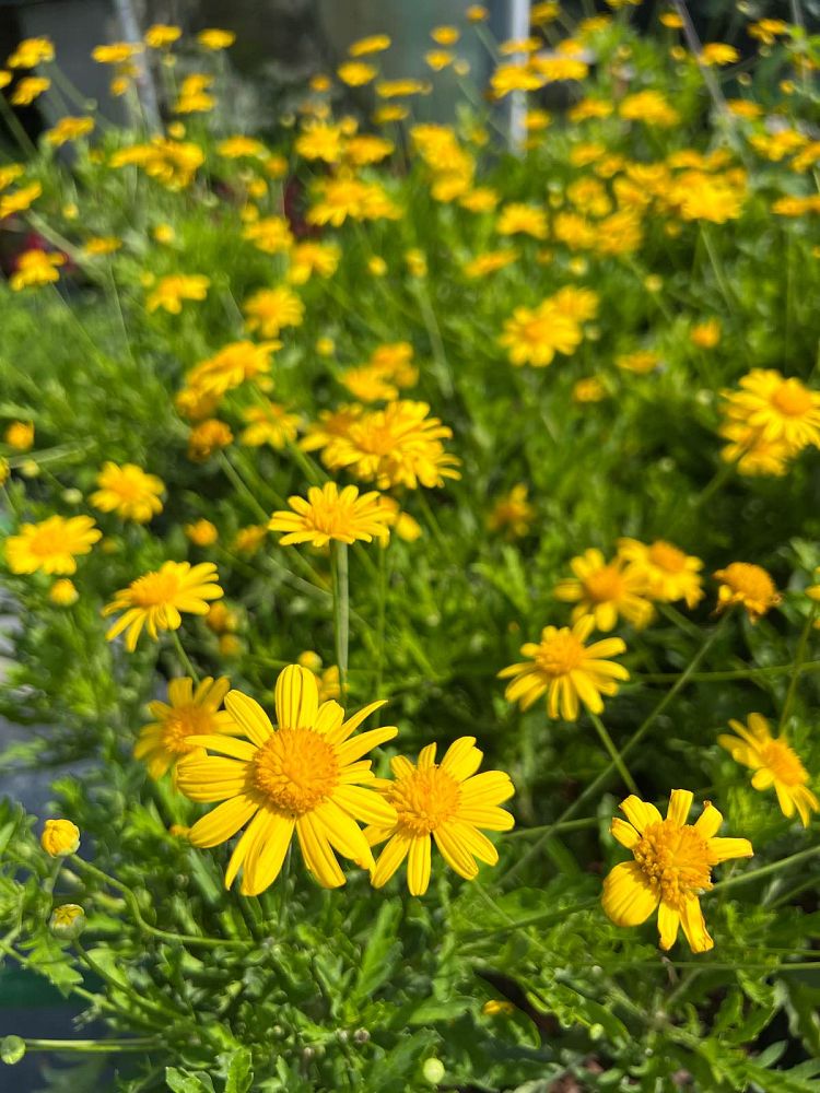 euryops-chrysanthemoides-african-bush-daisy-daisy-bush-golden-daisy-bush-paris-daisy-bull-s-eye