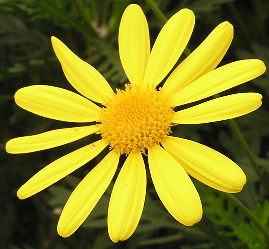 euryops-pectinatus-viridis-bush-daisy-green-euryops