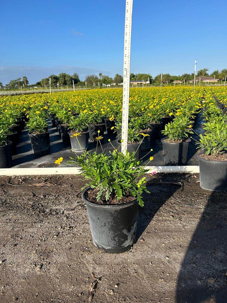 euryops-pectinatus-viridis-bush-daisy-green-euryops