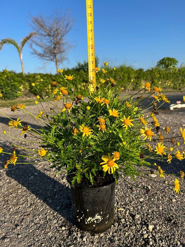 euryops-pectinatus-viridis-bush-daisy-green-euryops