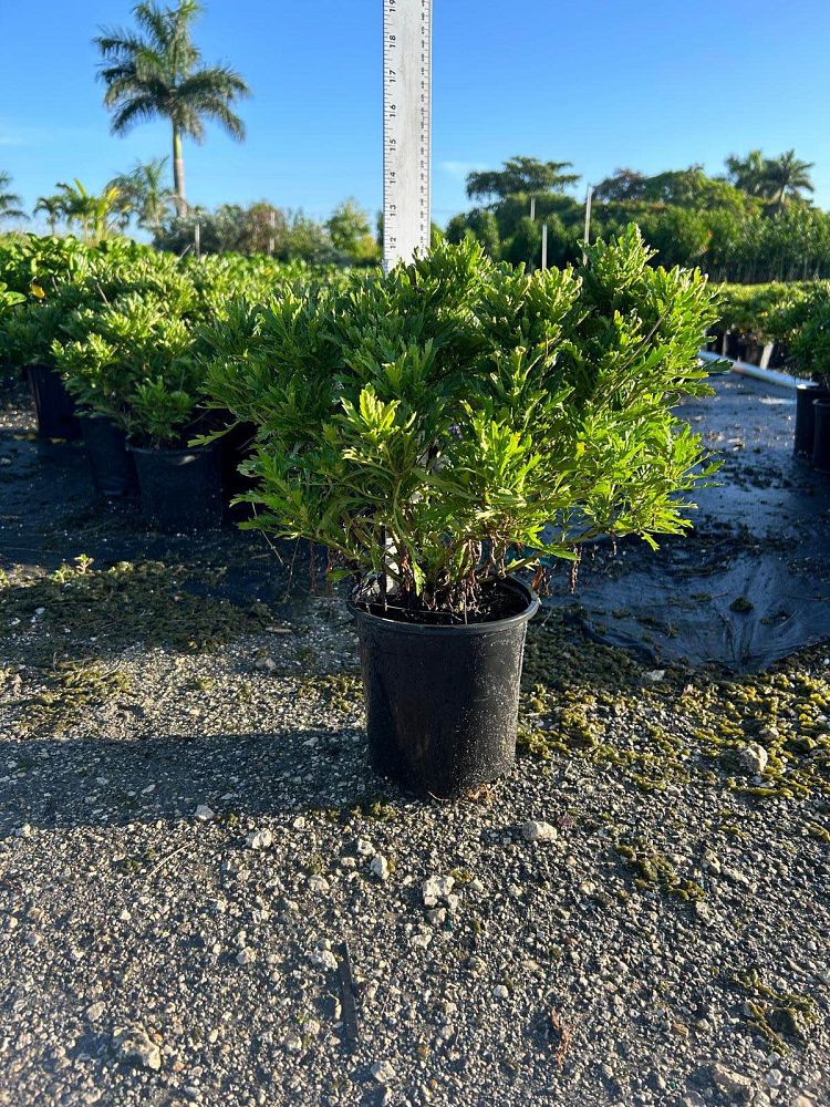 euryops-pectinatus-viridis-bush-daisy-green-euryops