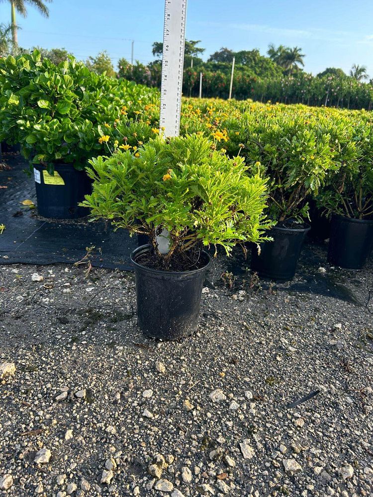 euryops-pectinatus-viridis-bush-daisy-green-euryops
