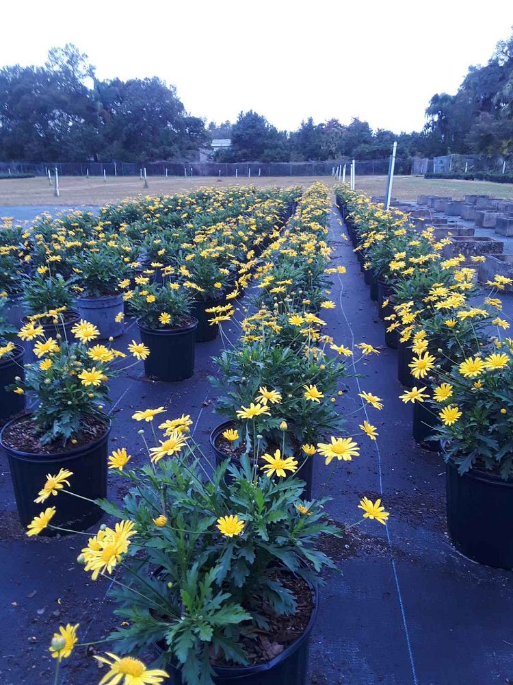 euryops-pectinatus-yellow-bush-daisy