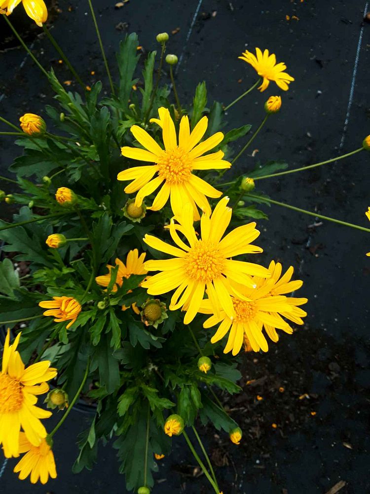 euryops-pectinatus-yellow-bush-daisy