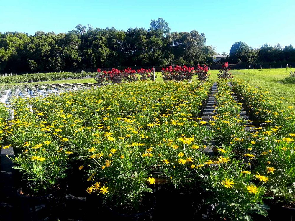 euryops-pectinatus-yellow-bush-daisy