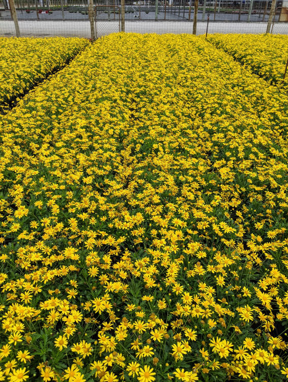 euryops-yellow-bush-daisy