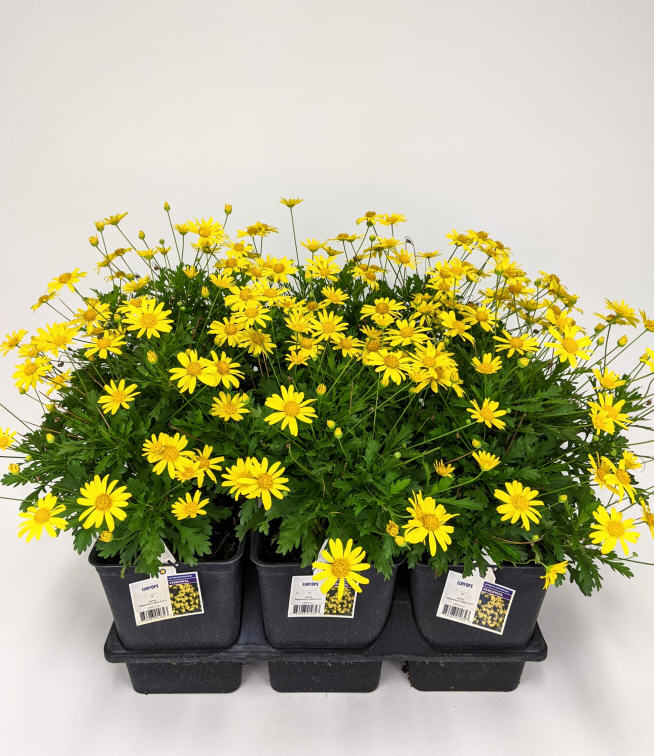 euryops-yellow-bush-daisy