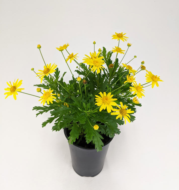 euryops-yellow-bush-daisy