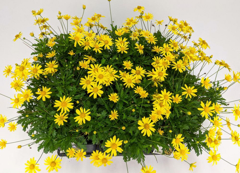 euryops-yellow-bush-daisy