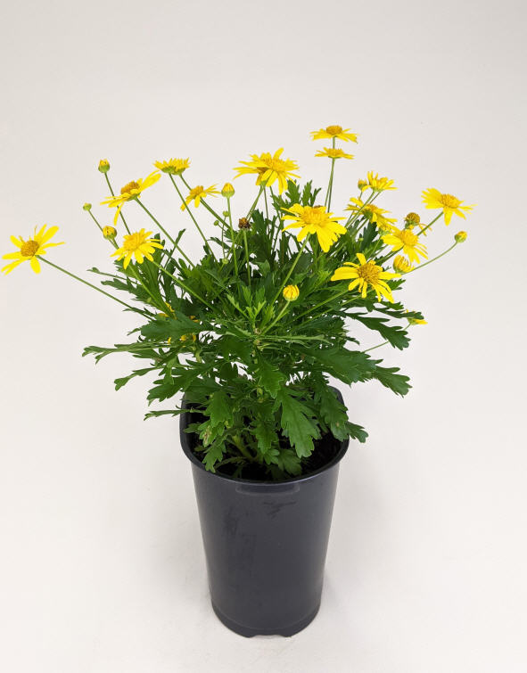euryops-yellow-bush-daisy
