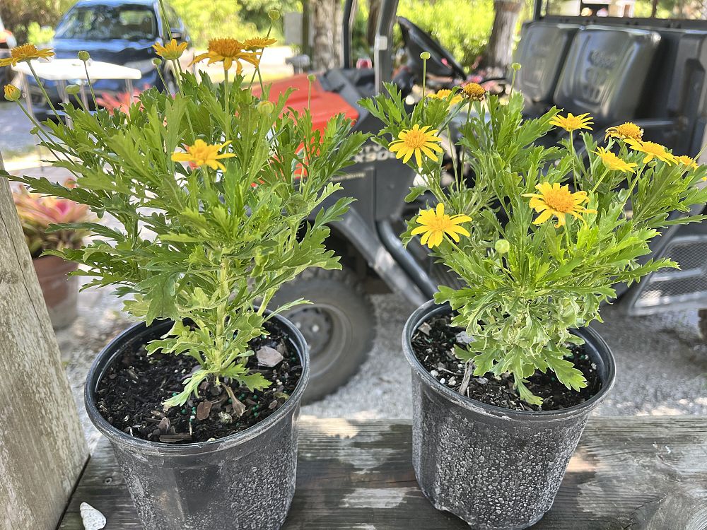 euryops-yellow-bush-daisy
